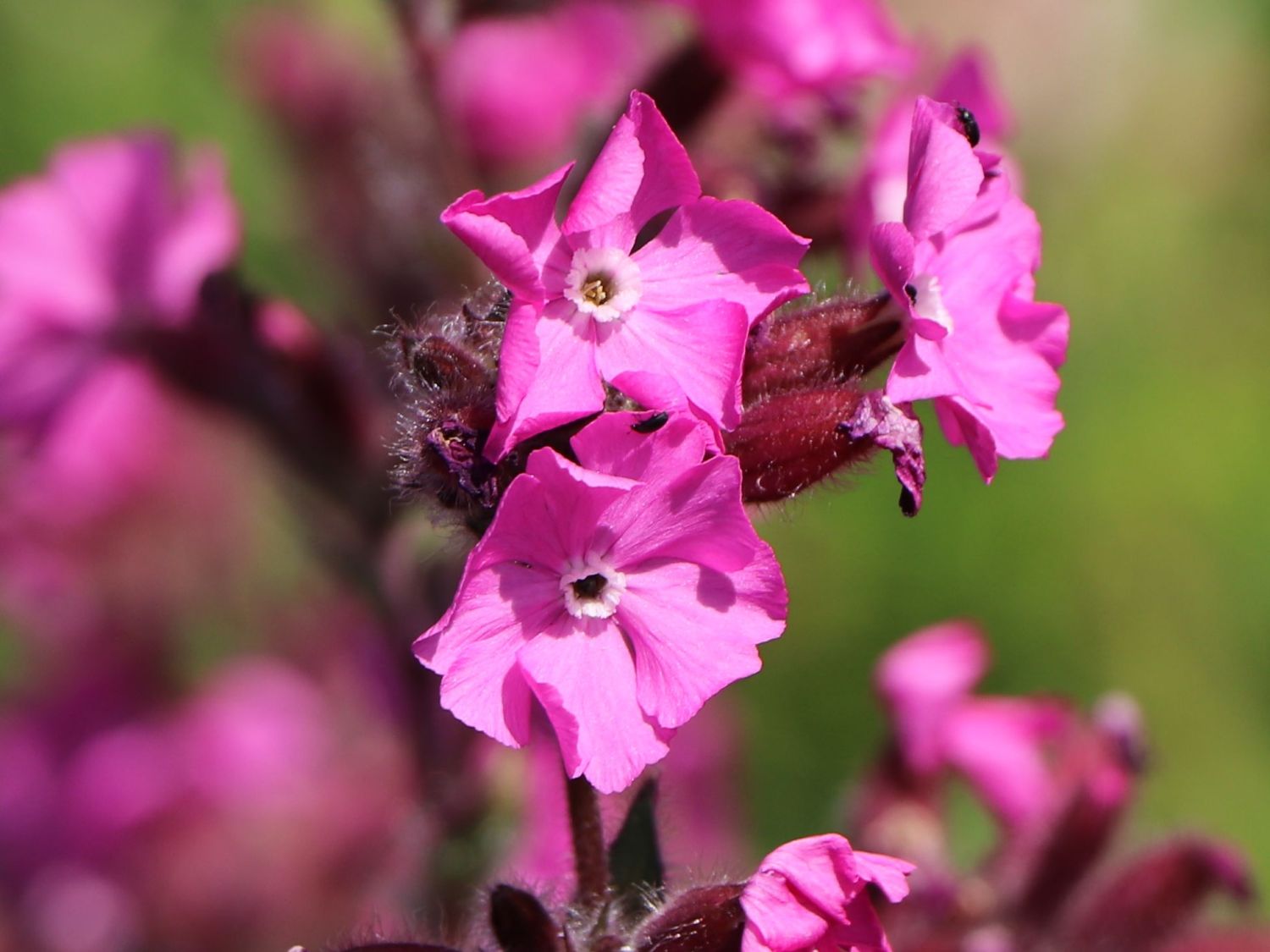 Bastard-Lichtnelke 'Rolly's Favourite' ® - Lychnis flos-jovis 'Rolly's Favourite' ®