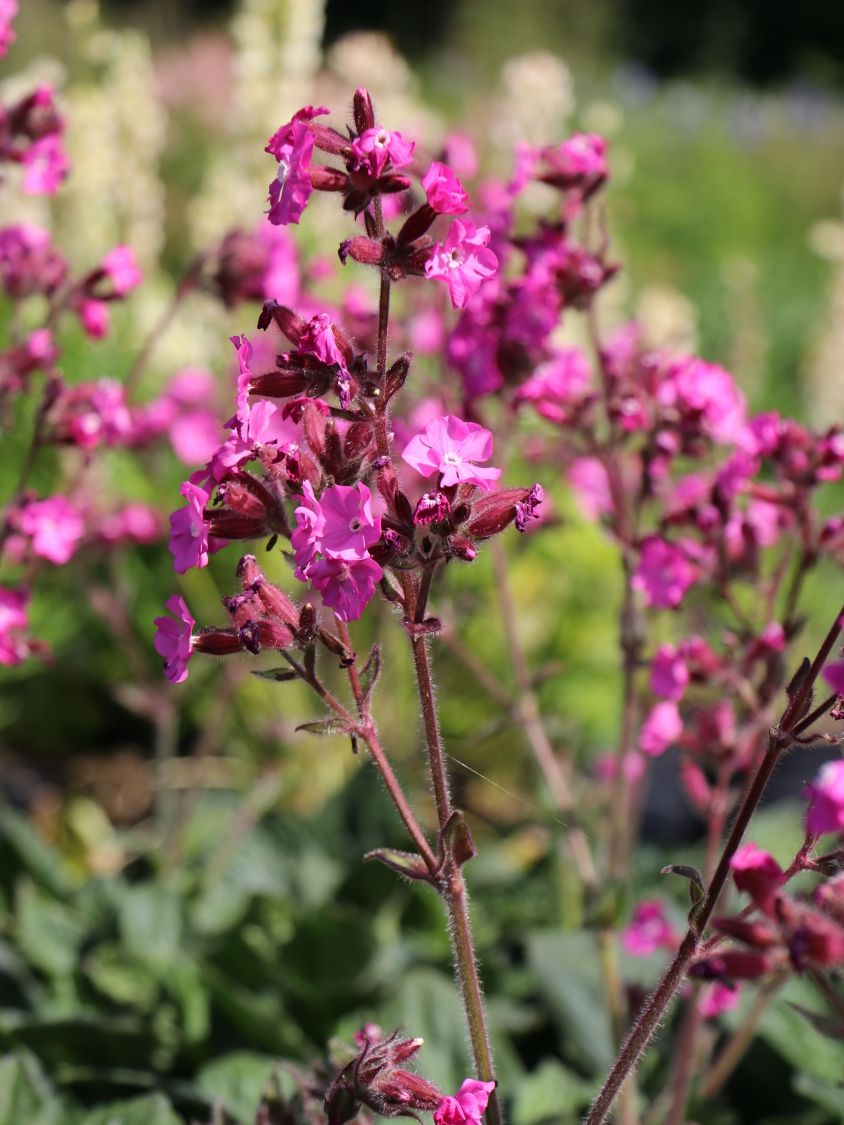 Bastard-Lichtnelke 'Rolly's Favourite' ® - Lychnis flos-jovis 'Rolly's Favourite' ®