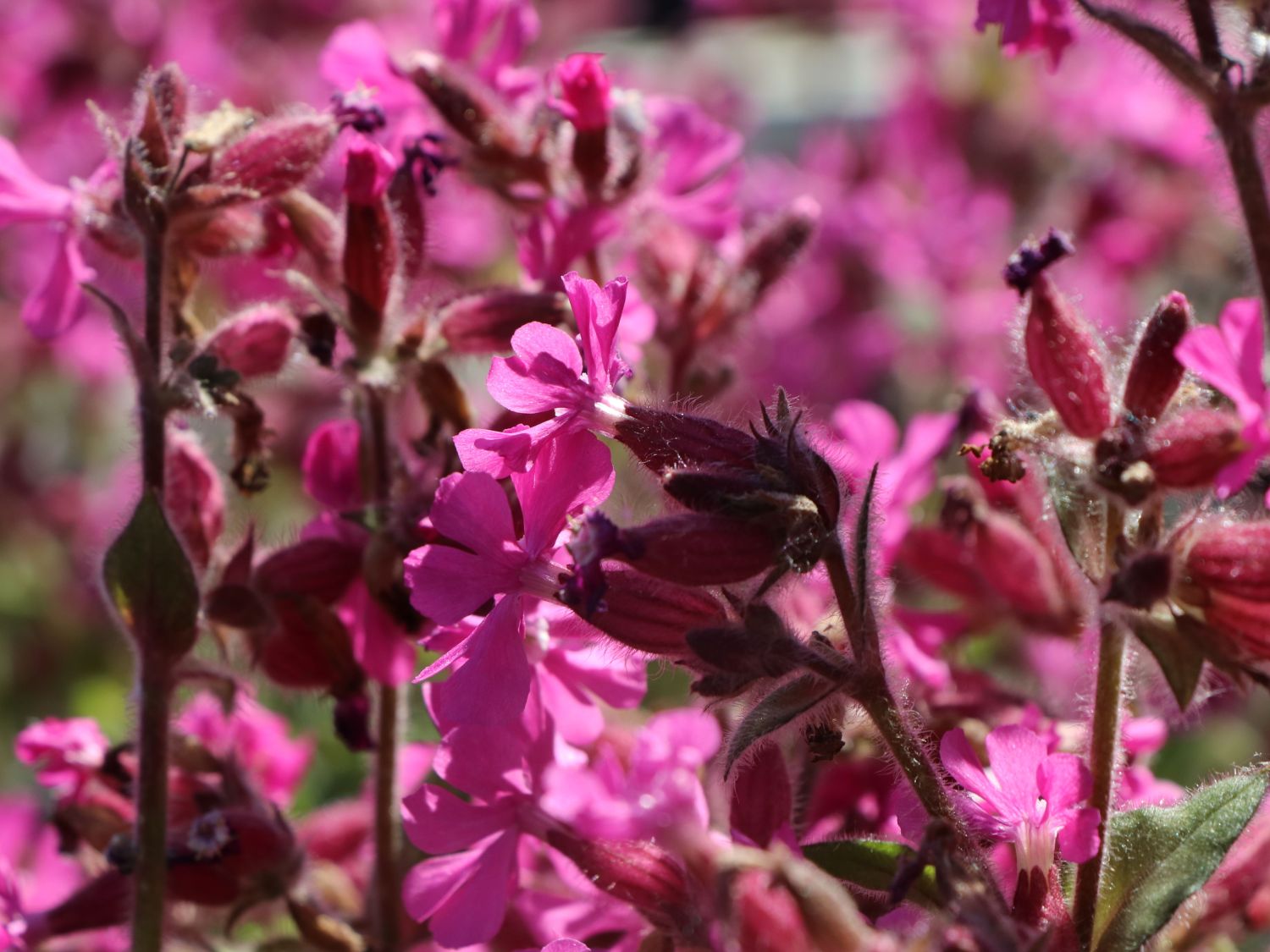 Bastard-Lichtnelke 'Rolly's Favourite' ® - Lychnis flos-jovis 'Rolly's Favourite' ®