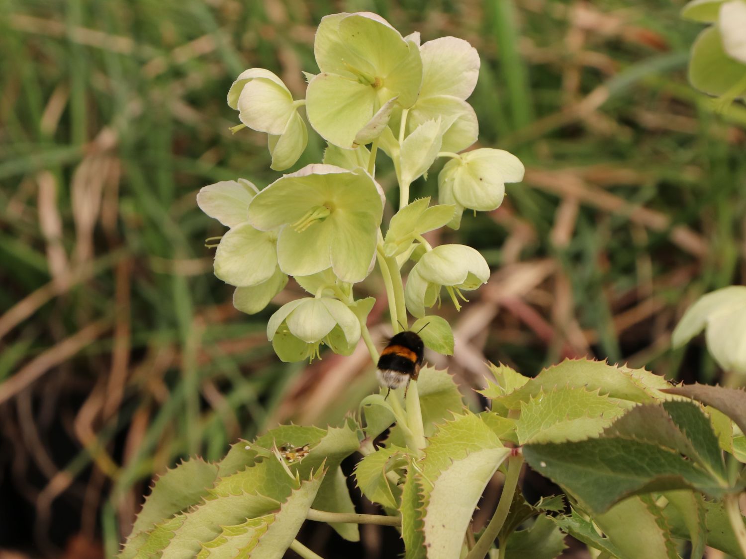 Bastard-Nieswurz - Helleborus x sternii