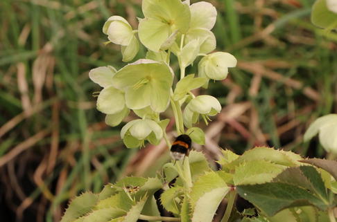 Bastard-Nieswurz - Helleborus x sternii