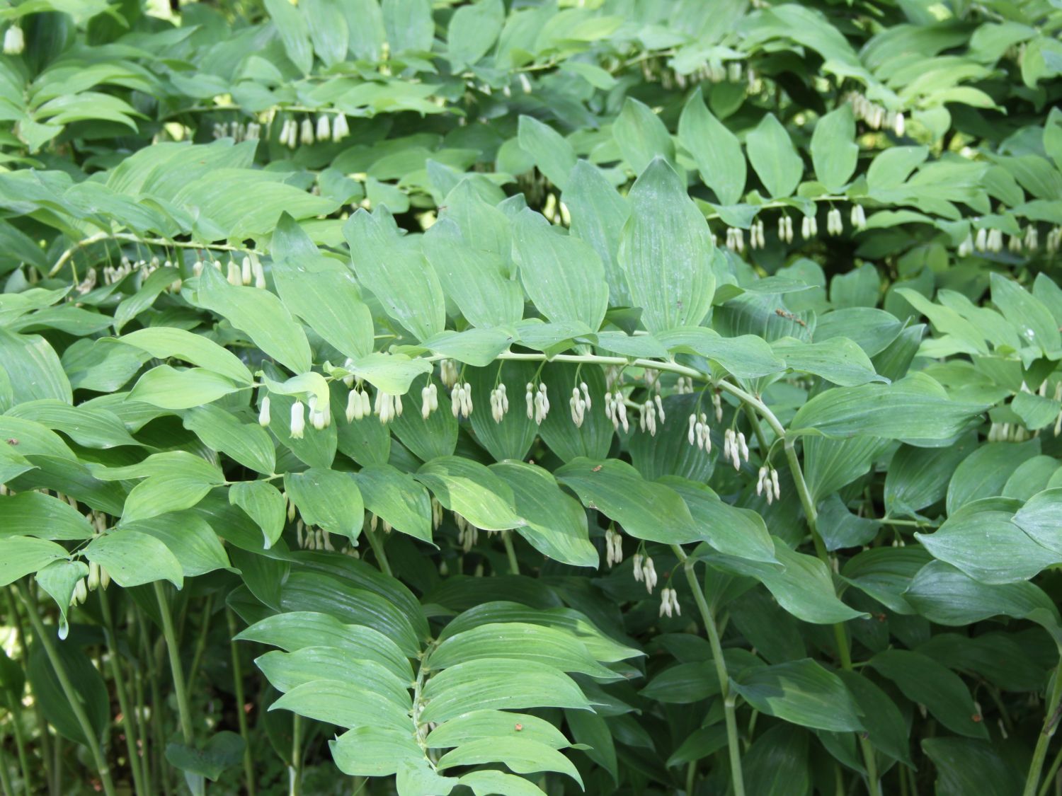 Weißwurzen (Polygonatum)