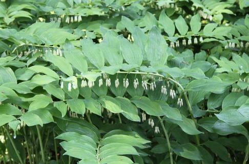 Bastard-Salomonssiegel 'Weihenstephan' ® - Polygonatum x hybridum 'Weihenstephan' ®