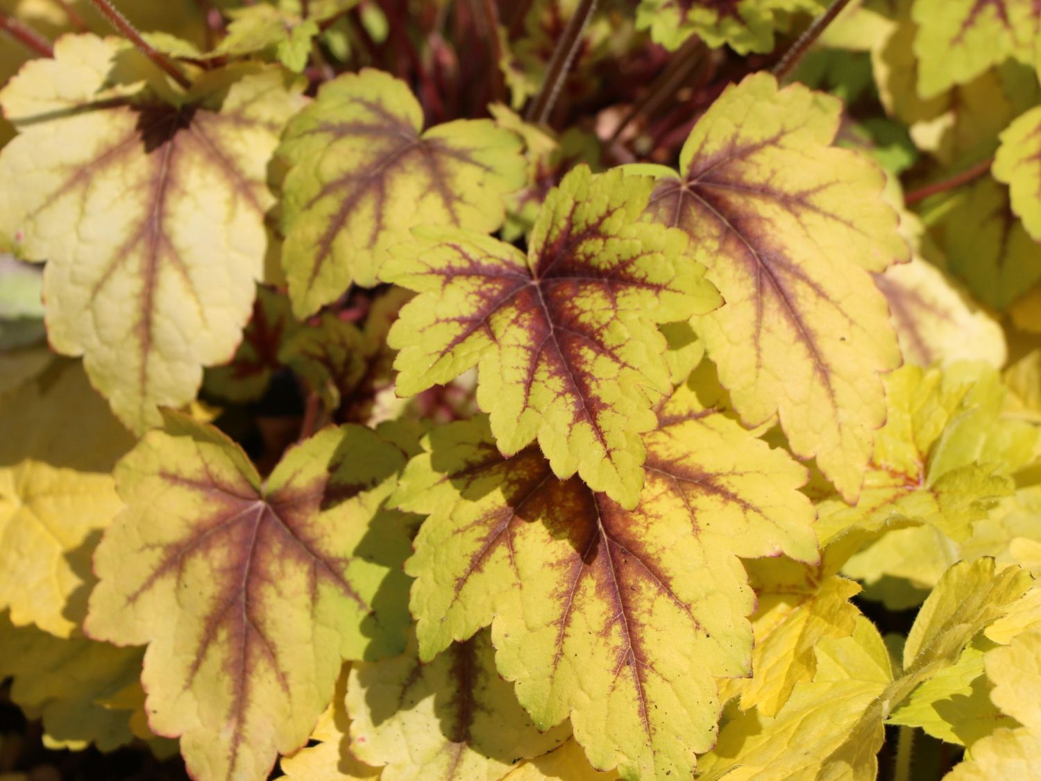 Bastard-Schaumblüte 'Alabama Sunrise' - x Heucherella tiarelloides 'Alabama Sunrise'