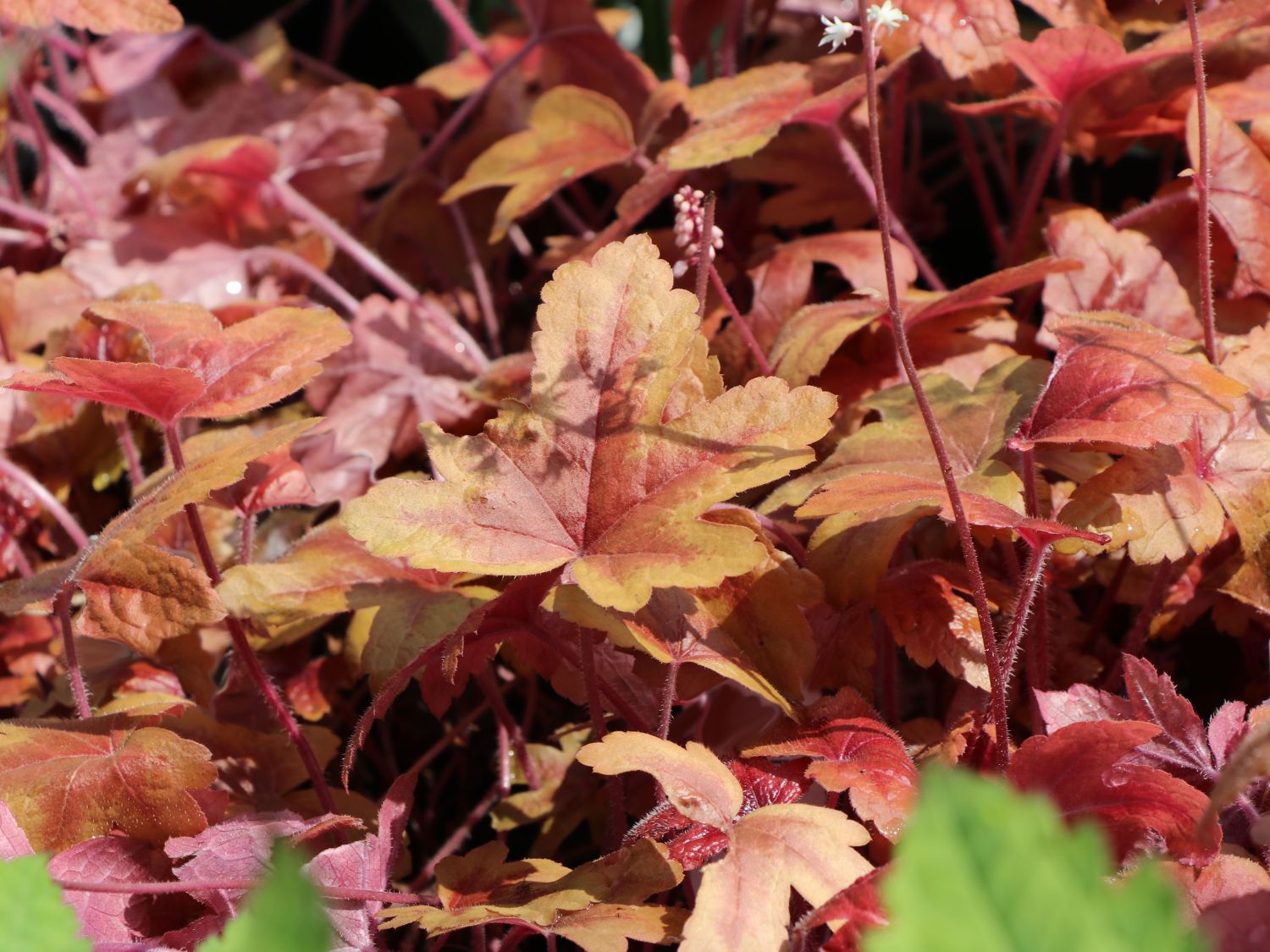 Bastard-Schaumblüte 'Brass Lantern'
