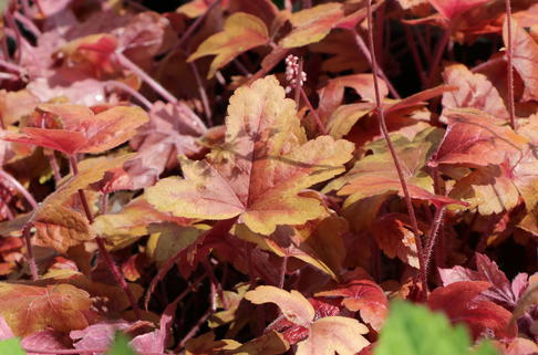 Bastard-Schaumblüte 'Brass Lantern' - x Heucherella tiarelloides 'Brass Lantern'