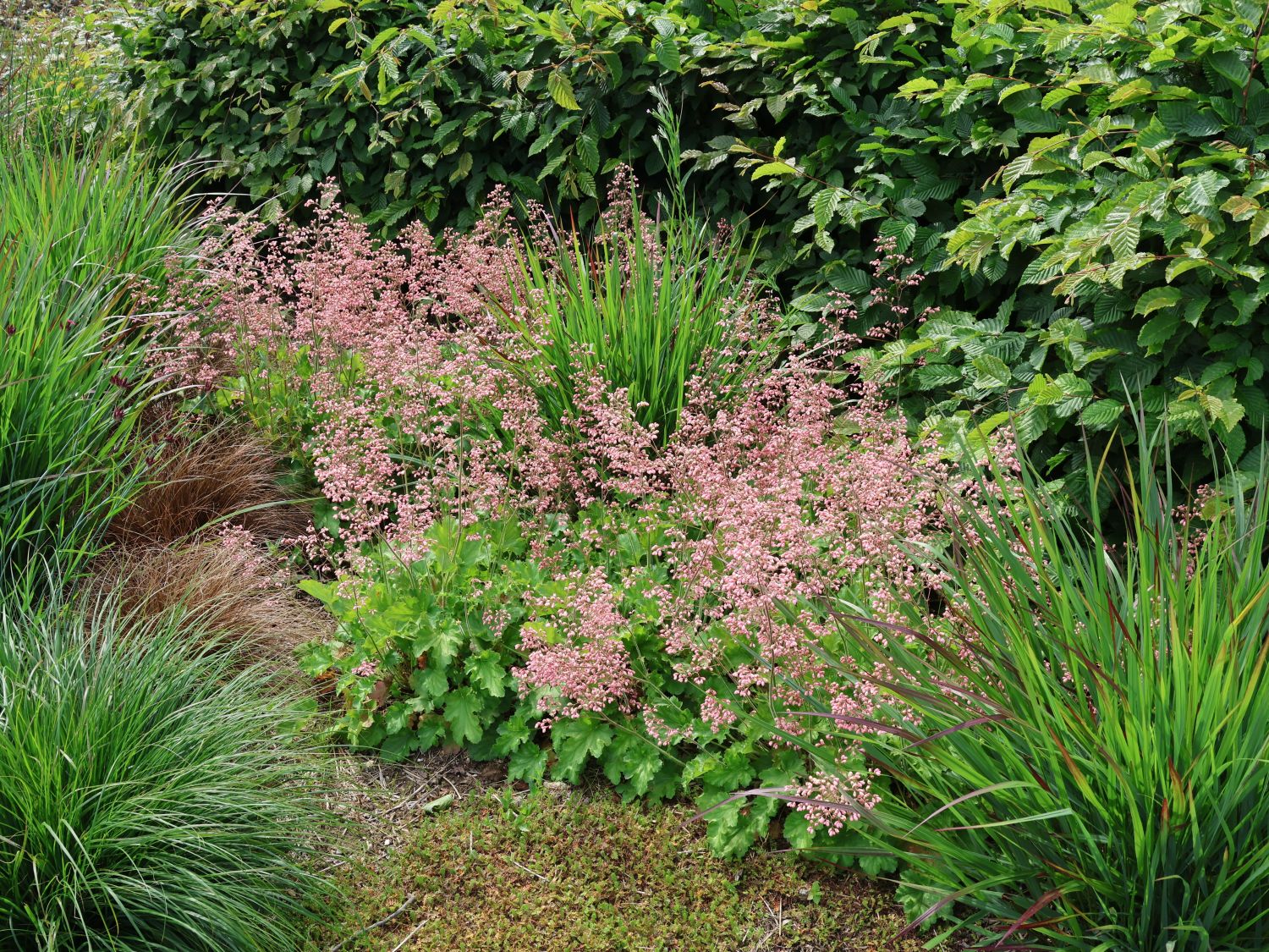 Bastard-Schaumblüte 'Bridget Bloom'