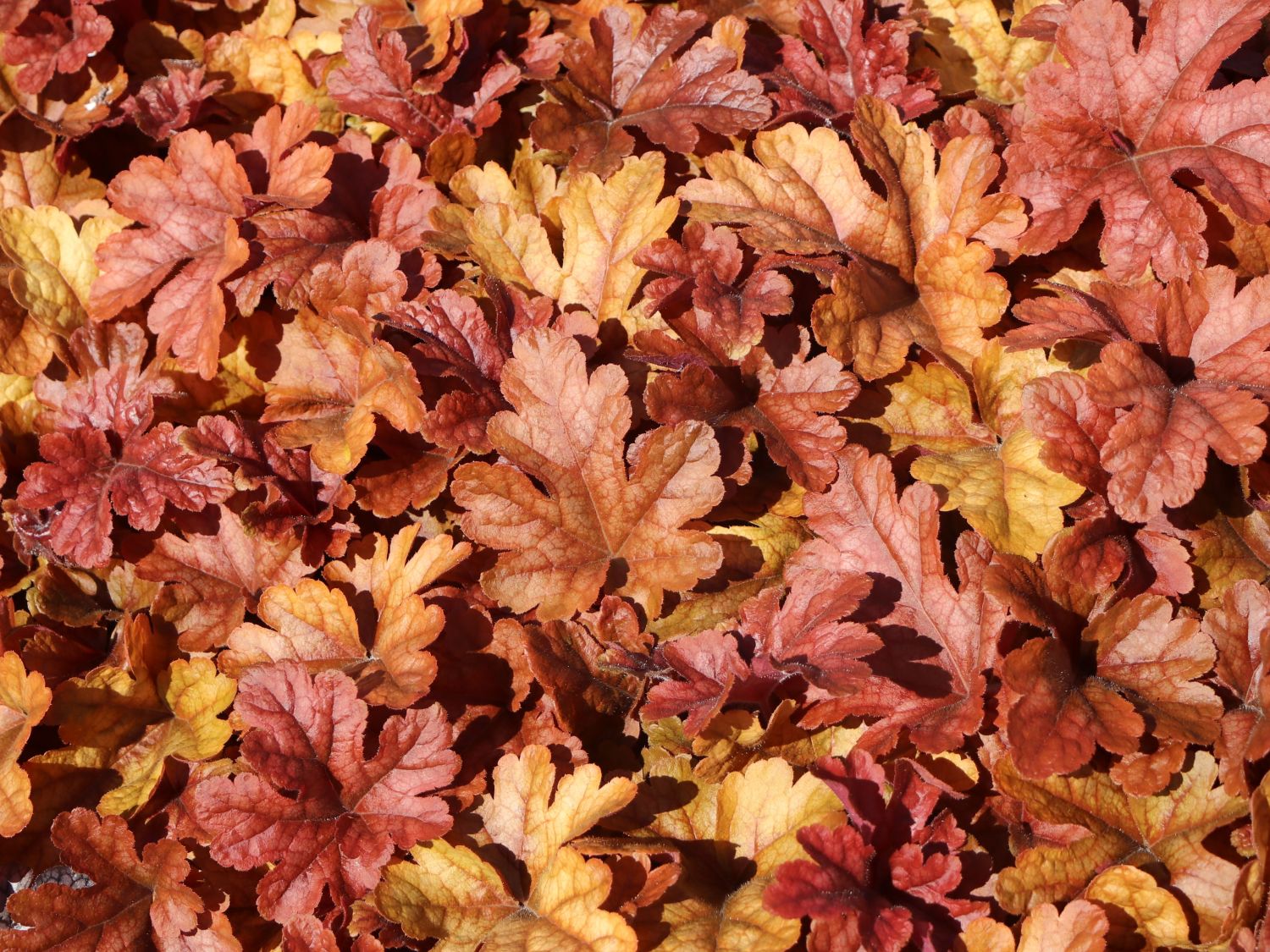 Bastard-Schaumblüte 'Buttered Rum'