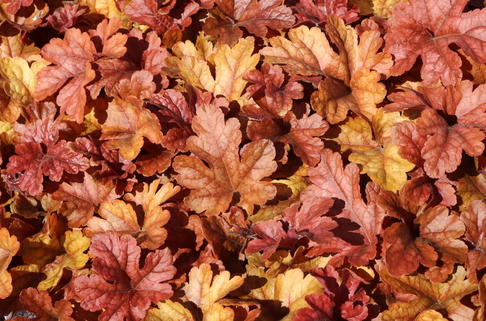 Bastard-Schaumblüte 'Buttered Rum' - x Heucherella tiarelloides 'Buttered Rum'