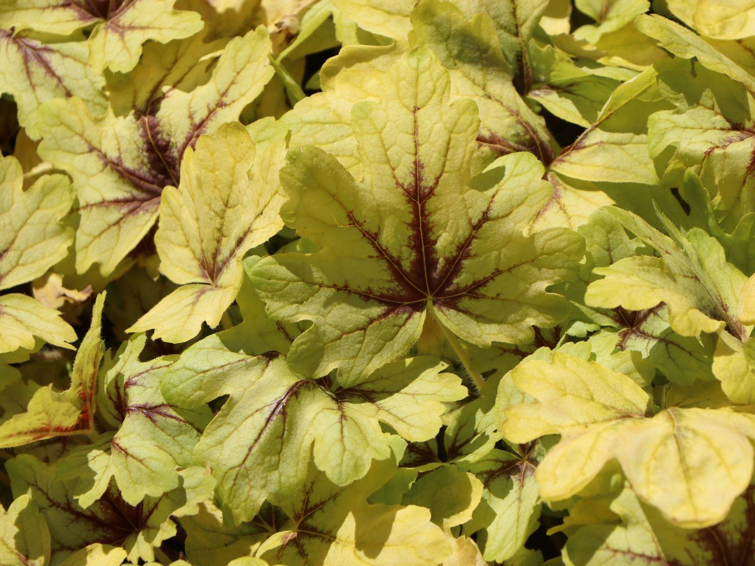 Bastard-Schaumblüte 'Eye Spy'