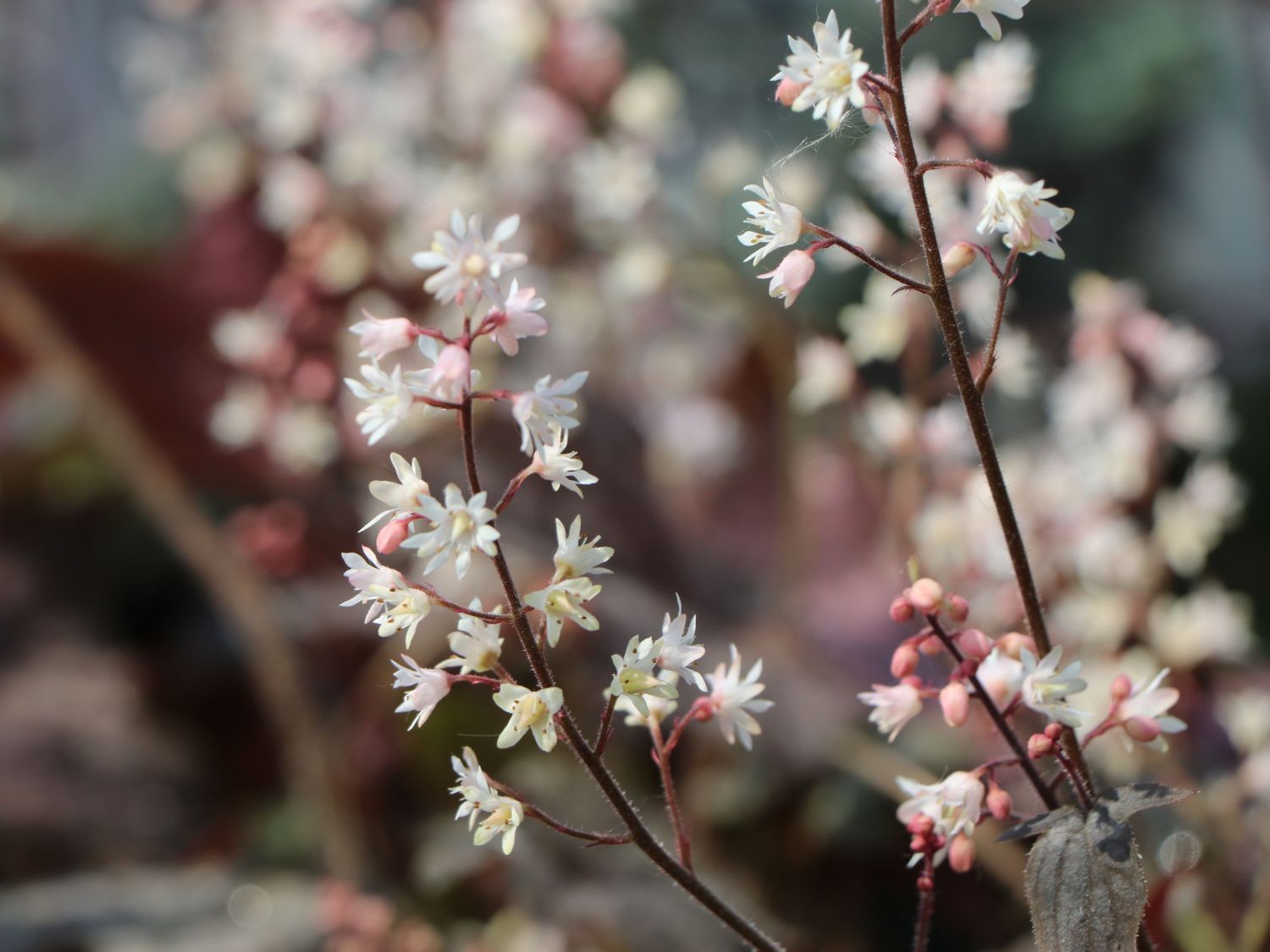 Bastard-Schaumblüte 'Infinity' - x Heucherella tiarelloides 'Infinity'