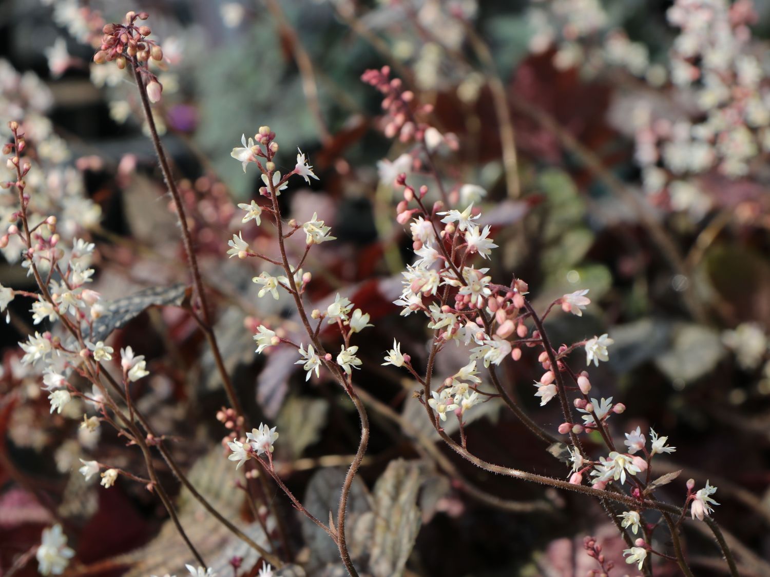 Bastard-Schaumblüte 'Infinity' - x Heucherella tiarelloides 'Infinity'