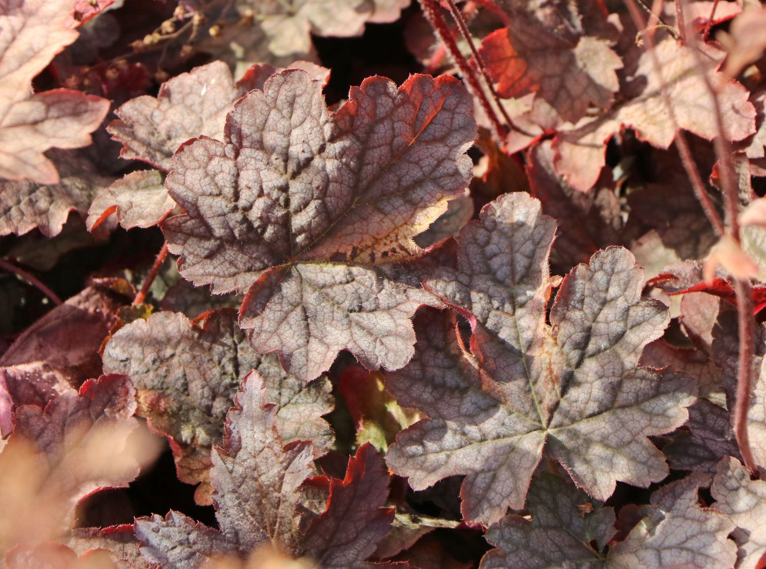 Bastard-Schaumblüte 'Infinity' - x Heucherella tiarelloides 'Infinity'