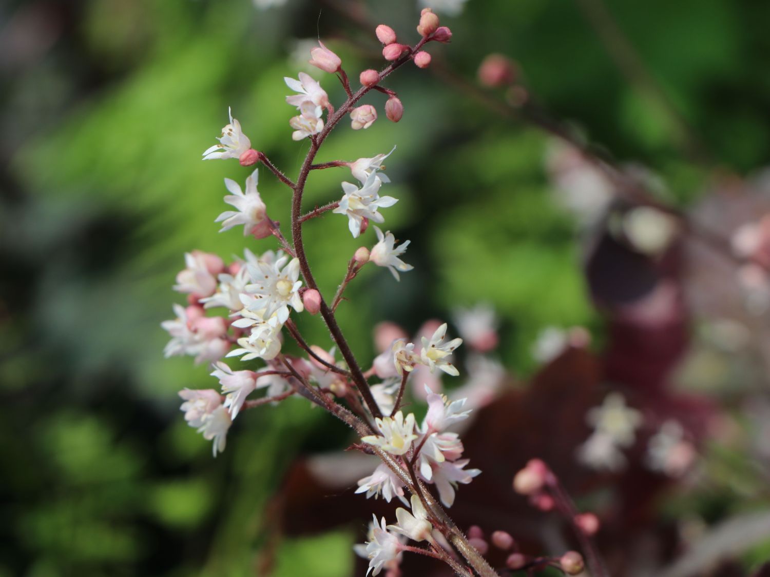 Bastard-Schaumblüte 'Infinity' - x Heucherella tiarelloides 'Infinity'