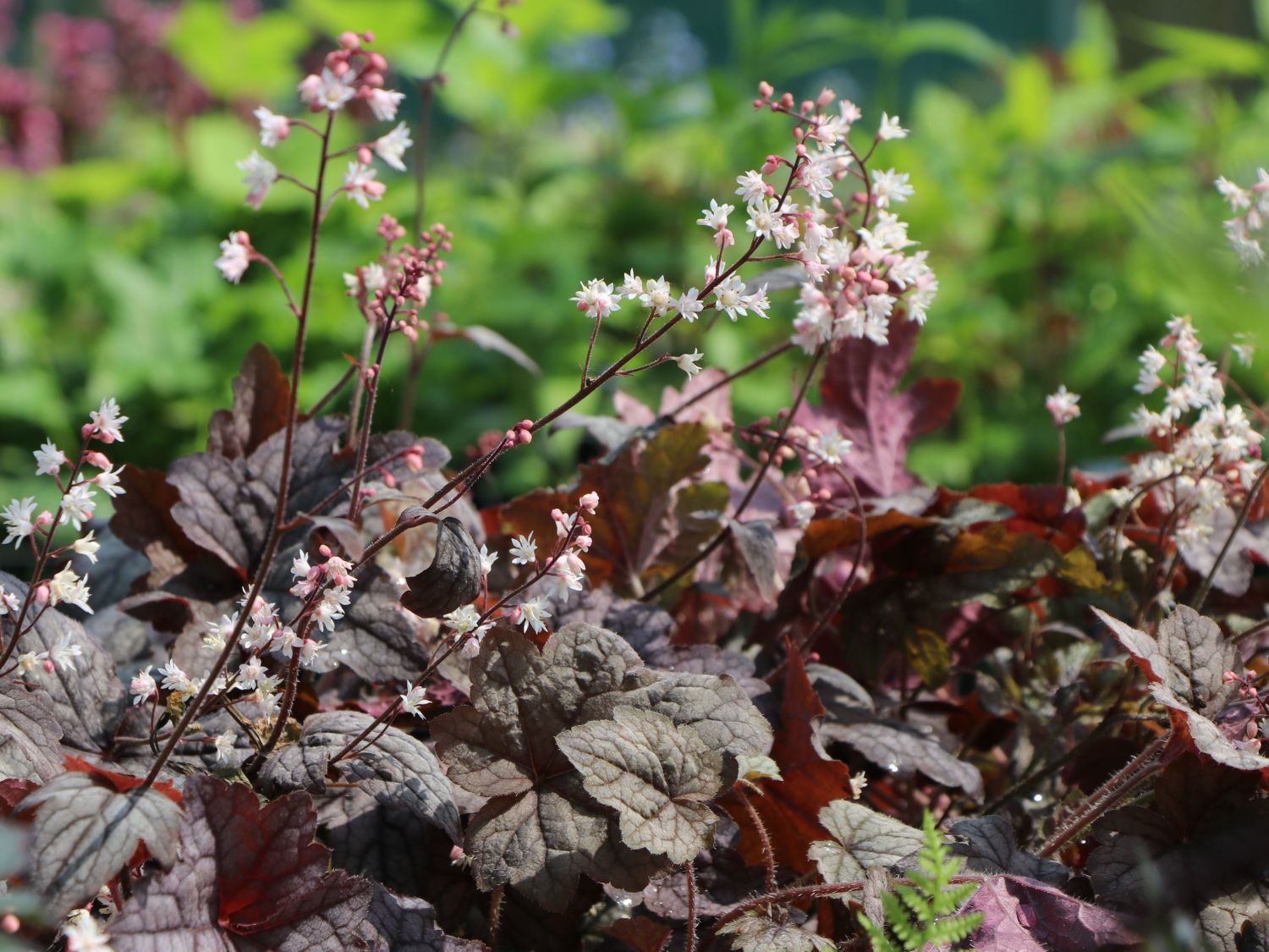 x Heucherella (x Heucherella)