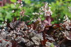 Bastard-Schaumblüte 'Infinity' - x Heucherella tiarelloides 'Infinity'