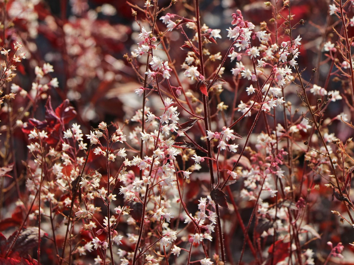 Bastard-Schaumblüte 'Infinity' - x Heucherella tiarelloides 'Infinity'