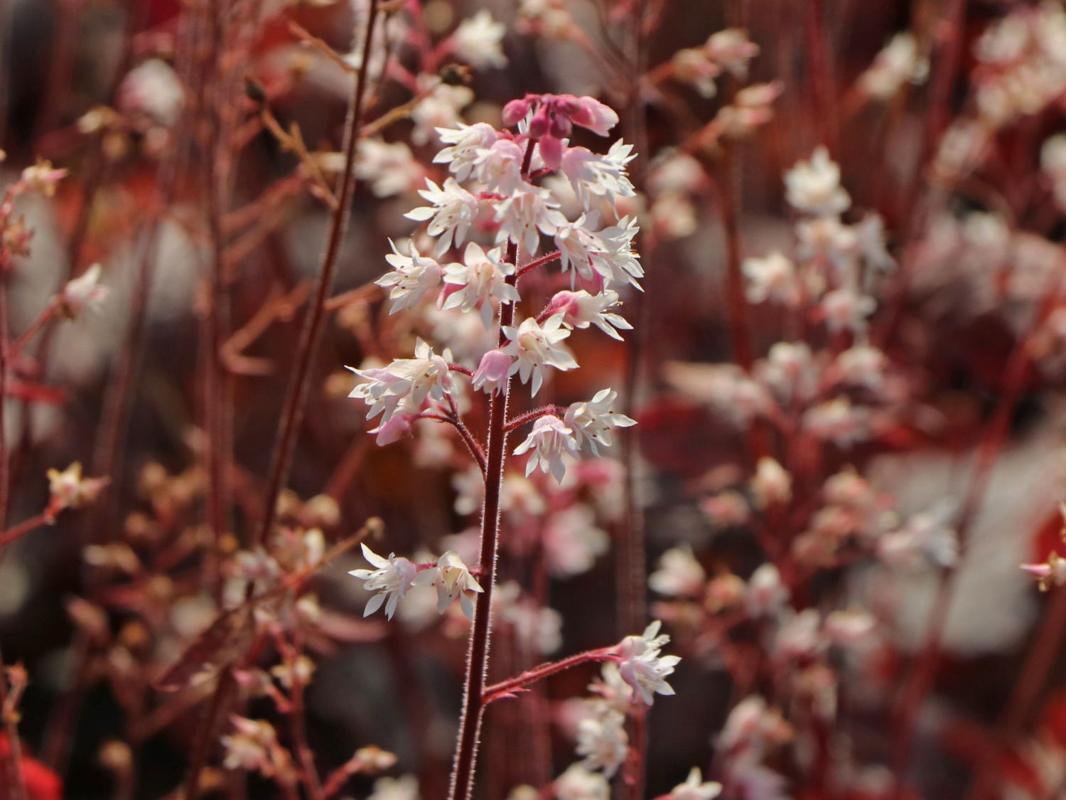 Bastard-Schaumblüte 'Infinity' - x Heucherella tiarelloides 'Infinity'