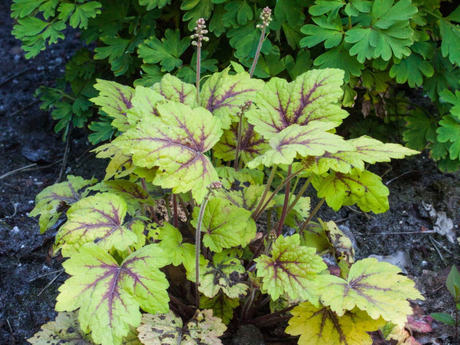 Bastard-Schaumblüte 'Stoplight' - x Heucherella tiarelloides 'Stoplight'
