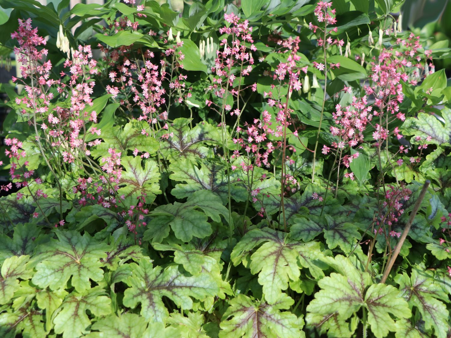 Bastard-Schaumblüte 'Tapestry' - x Heucherella tiarelloides 'Tapestry'