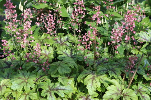 Bastard-Schaumblüte 'Tapestry' - x Heucherella tiarelloides 'Tapestry'