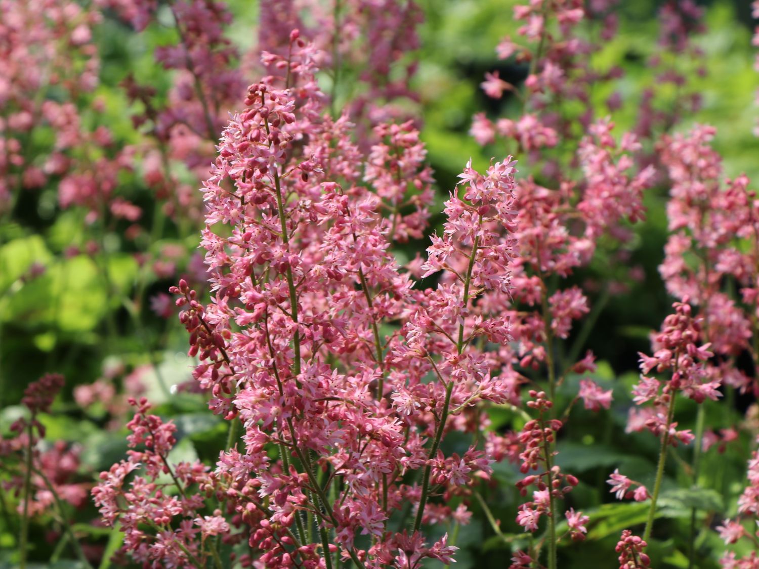 Bastard-Schaumblüte 'Viking Ship' - x Heucherella tiarelloides 'Viking Ship'