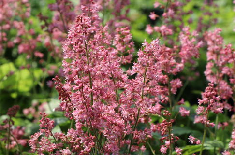 Bastard-Schaumblüte 'Viking Ship' - x Heucherella tiarelloides 'Viking Ship'