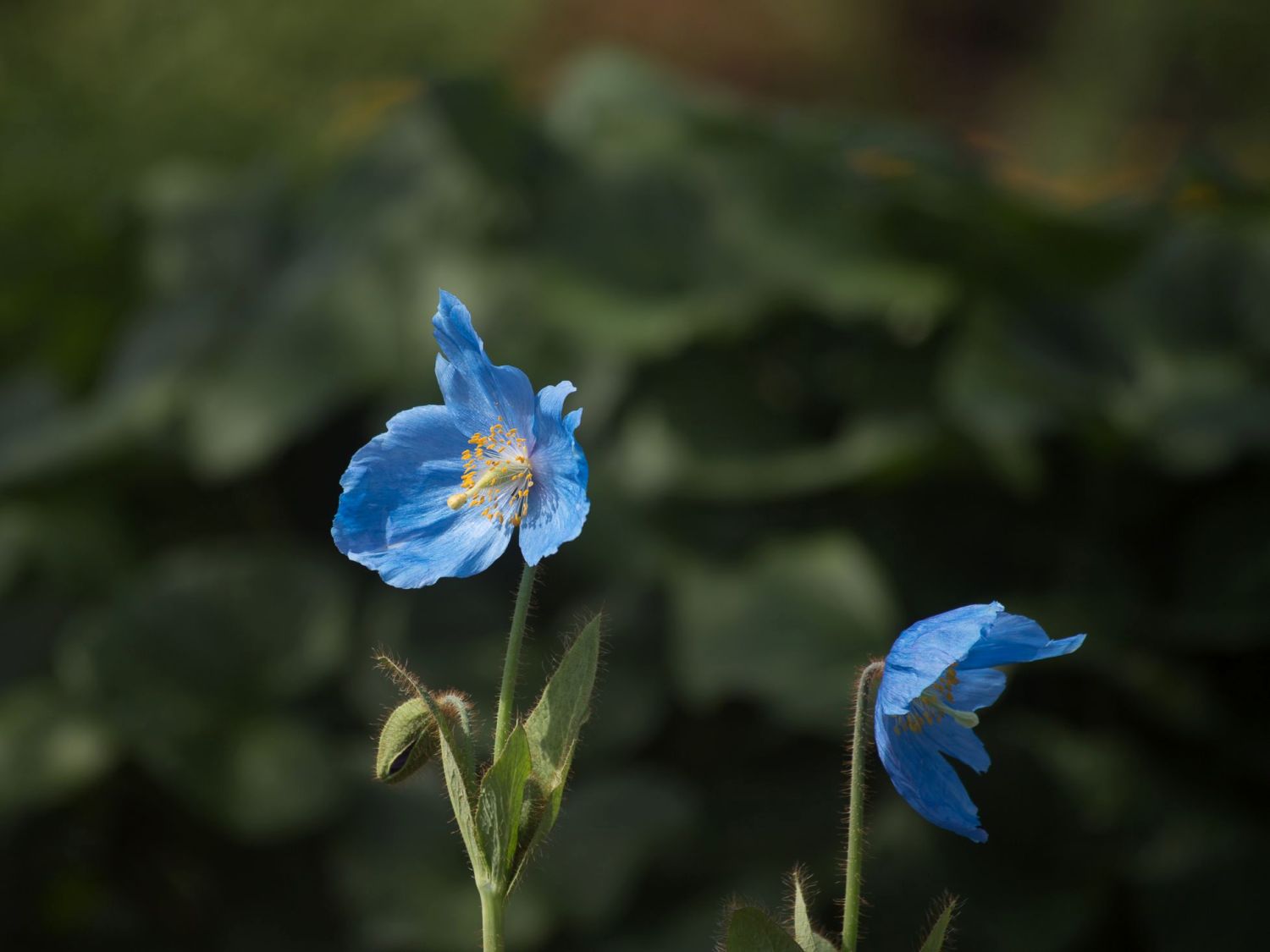 Bastard-Scheinmohn 'Lingholm' - Meconopsis x sheldonii 'Lingholm'