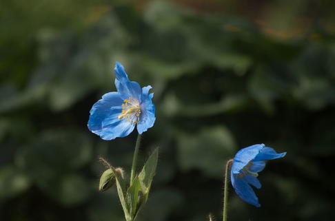 Bastard-Scheinmohn 'Lingholm' - Meconopsis x sheldonii 'Lingholm'