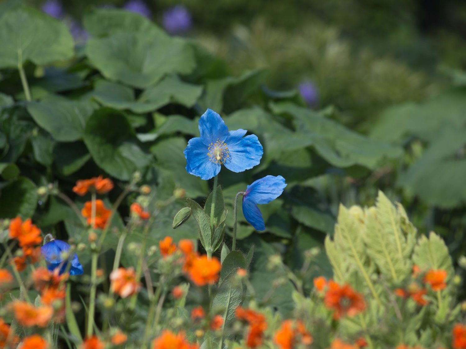 Scheinmohn (Meconopsis)