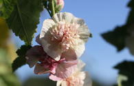 Halbstrauchige Stockrose 'Parkfrieden'