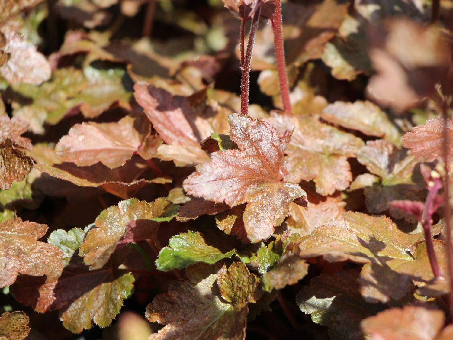 Bastardschaumblüte 'Quicksilver'
