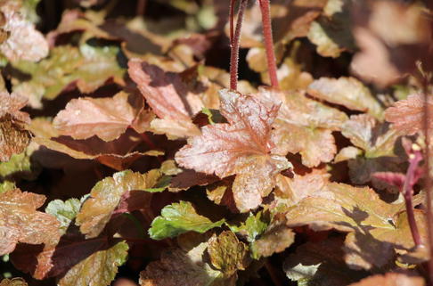 Bastardschaumblüte 'Quicksilver' - x Heucherella tiarelloides 'Quicksilver'