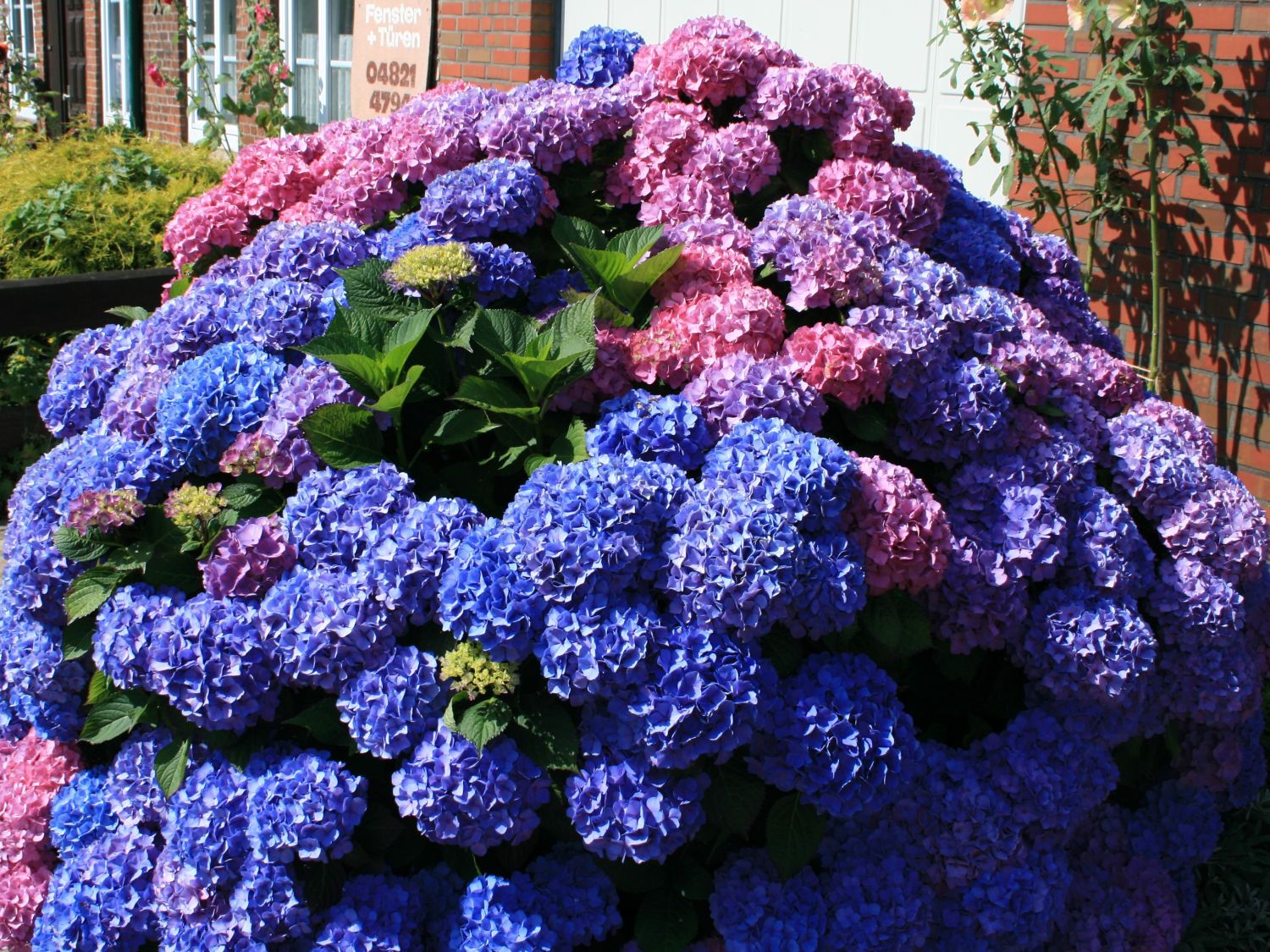 Hortensien (Hydrangea)