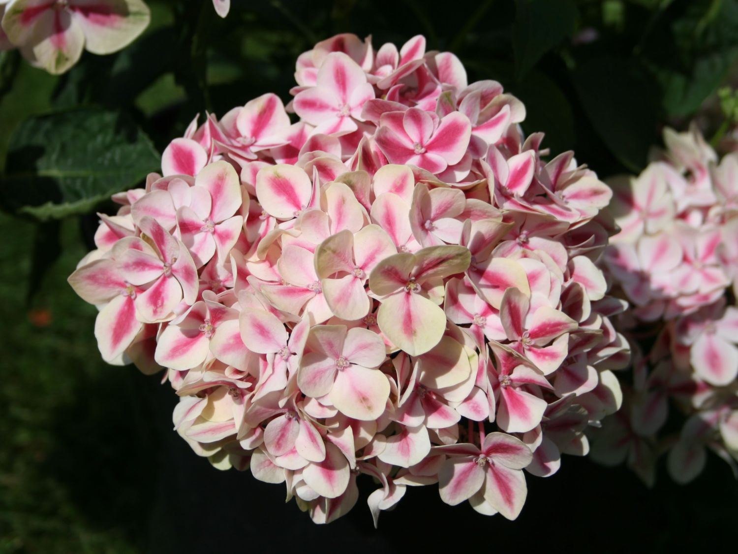 Bauernhortensie 'Camilla'