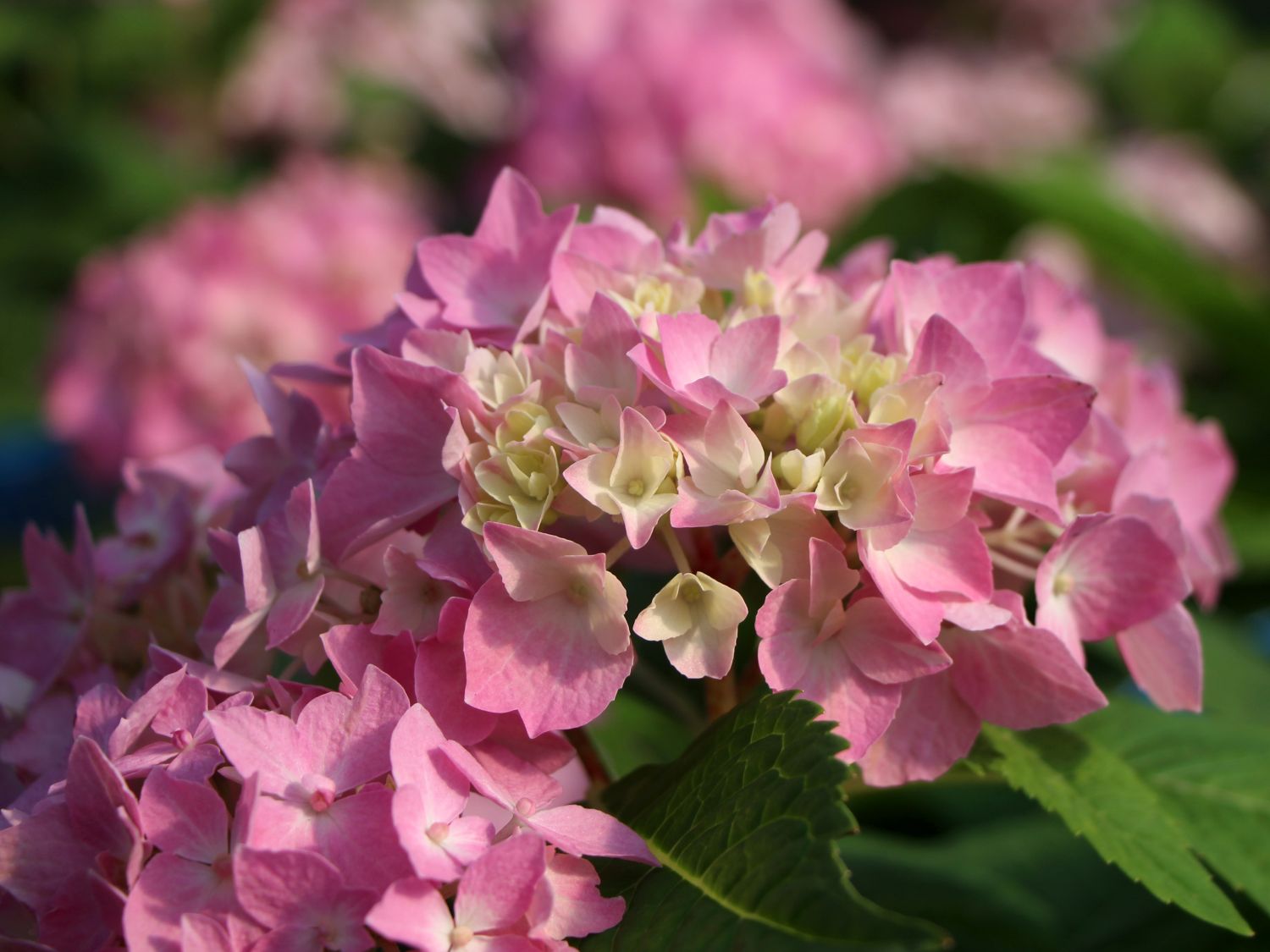 Ballhortensie Endless Summer ® 'The Original' (Rosa) - Hydrangea macrophylla Endless Summer ® 'The Original' (Rosa)