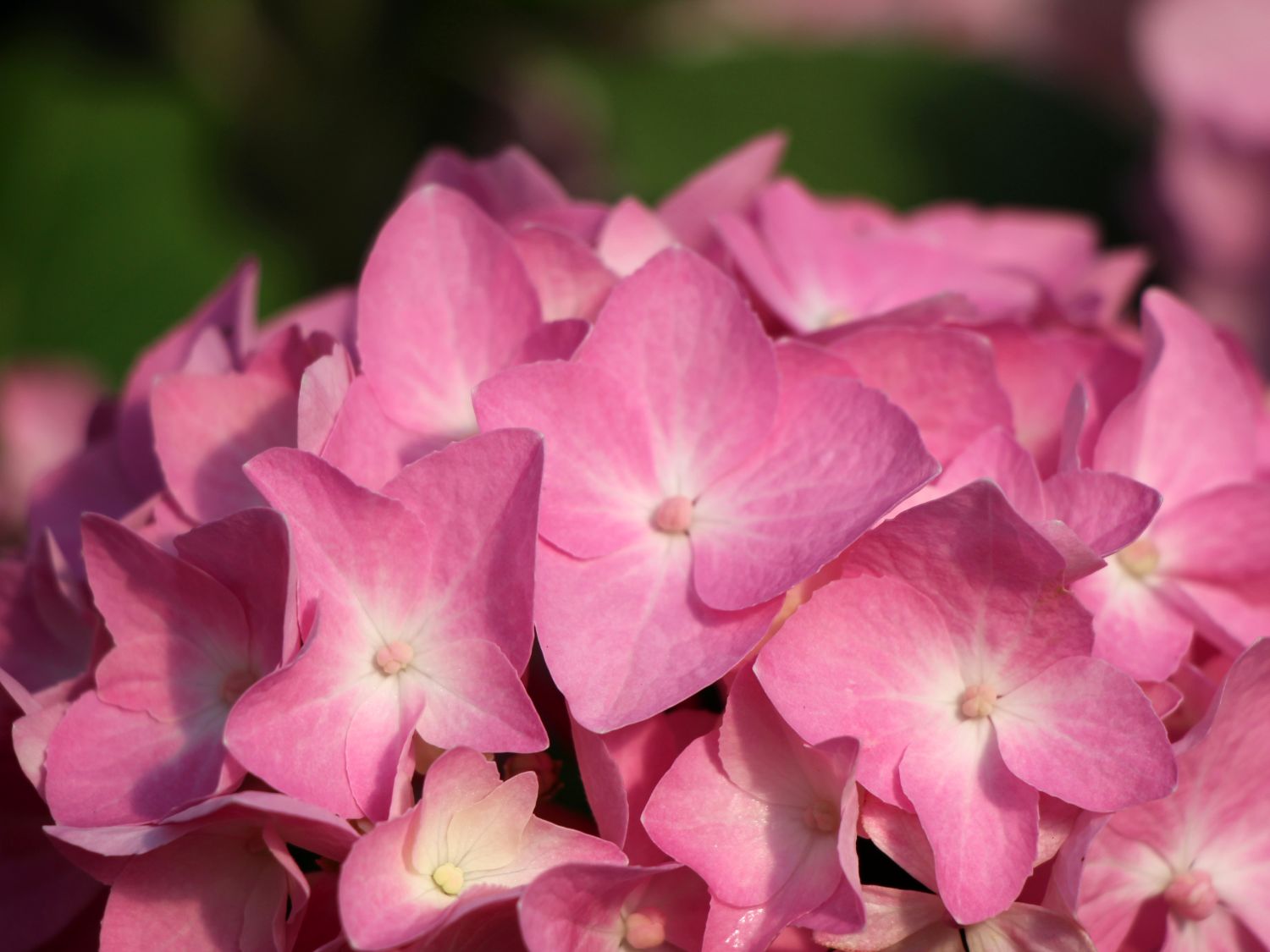 Ballhortensie Endless Summer ® 'The Original' (Rosa) - Hydrangea macrophylla Endless Summer ® 'The Original' (Rosa)