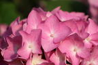 Ballhortensie Endless Summer ® 'The Original' (Rosa) - Hydrangea macrophylla Endless Summer ® 'The Original' (Rosa)