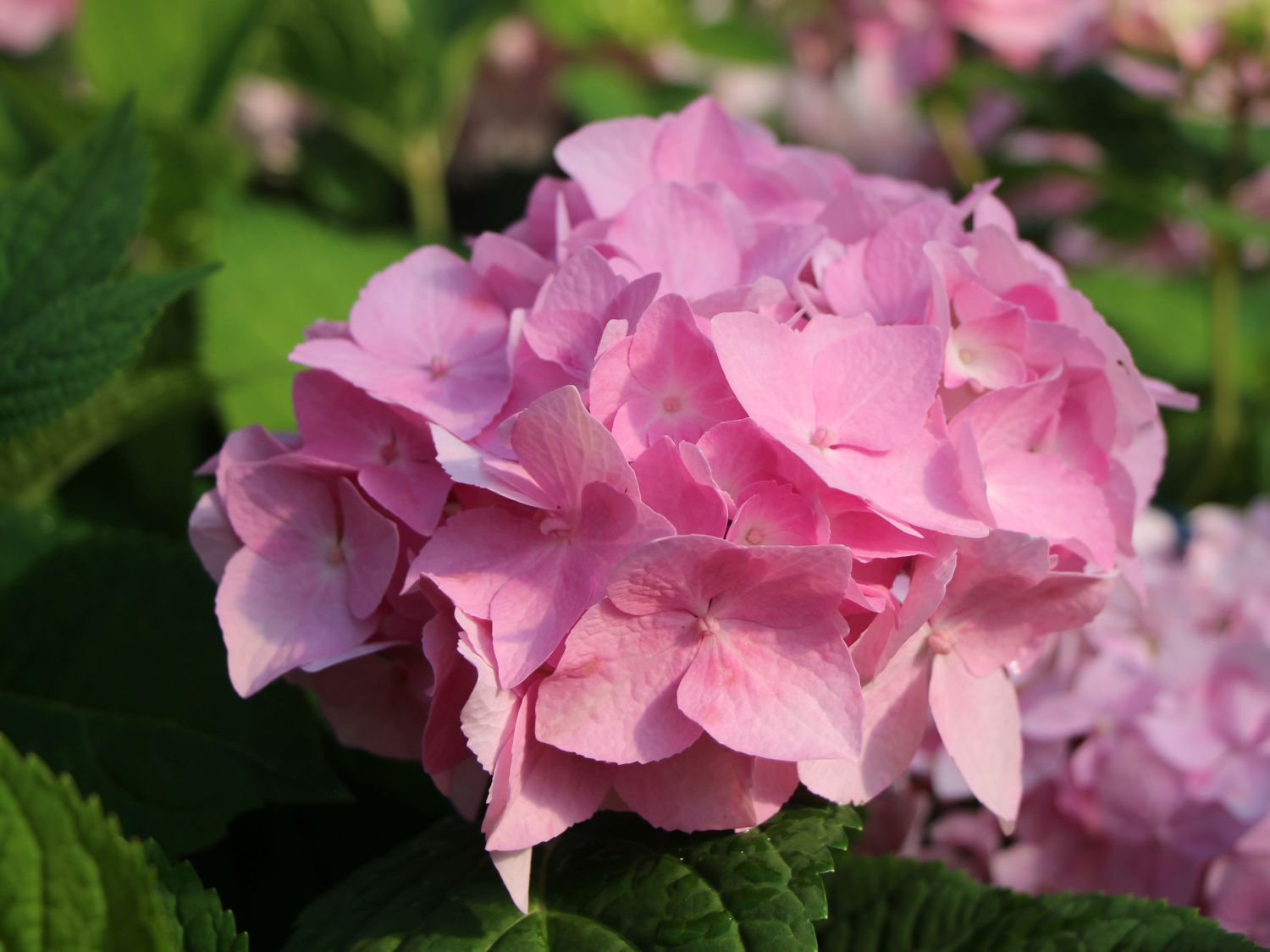Ballhortensie Endless Summer ® 'The Original' (Rosa) - Hydrangea macrophylla Endless Summer ® 'The Original' (Rosa)