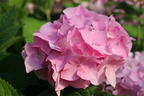 Ballhortensie Endless Summer ® 'The Original' (Rosa) - Hydrangea macrophylla Endless Summer ® 'The Original' (Rosa)