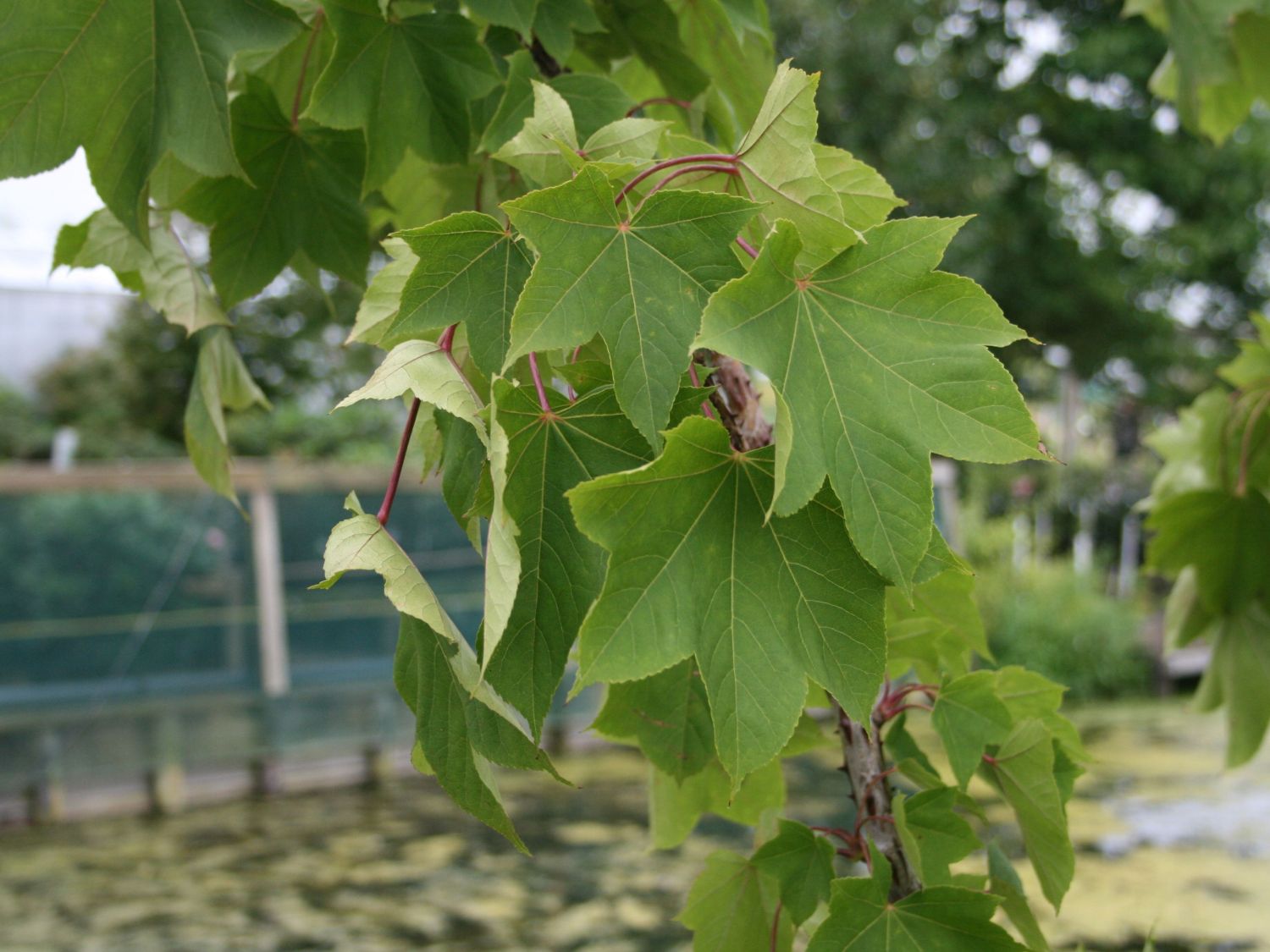 Baum-Kraftwurz - Kalopanax septemlobus