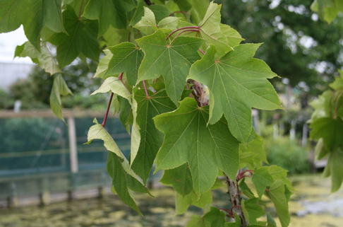 Baum-Kraftwurz - Kalopanax septemlobus