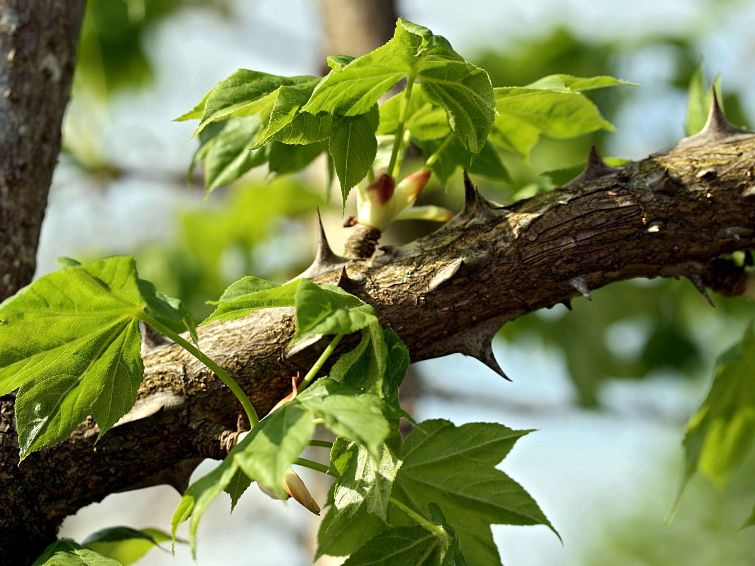 Baumaralie (Kalopanax)