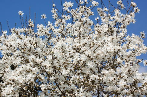 Kobushi-Magnolie - Magnolia kobus