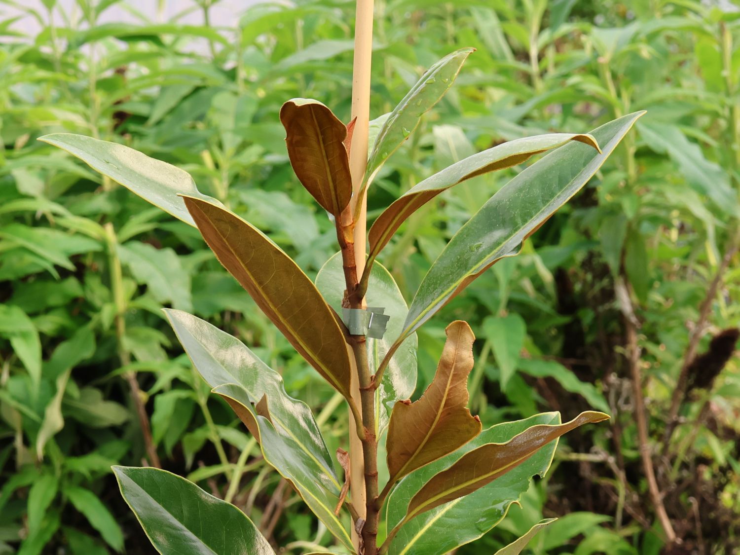 Baum-Magnolie 'Little Gem' ® - Magnolia grandiflora 'Little Gem' ®