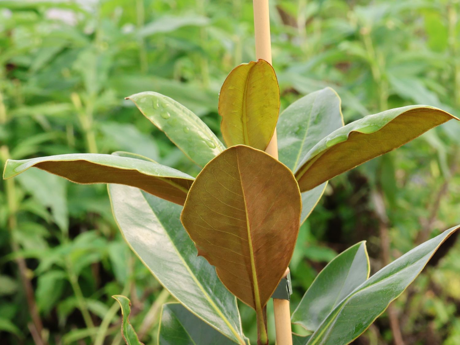 Baum-Magnolie 'Little Gem' ® - Magnolia grandiflora 'Little Gem' ®