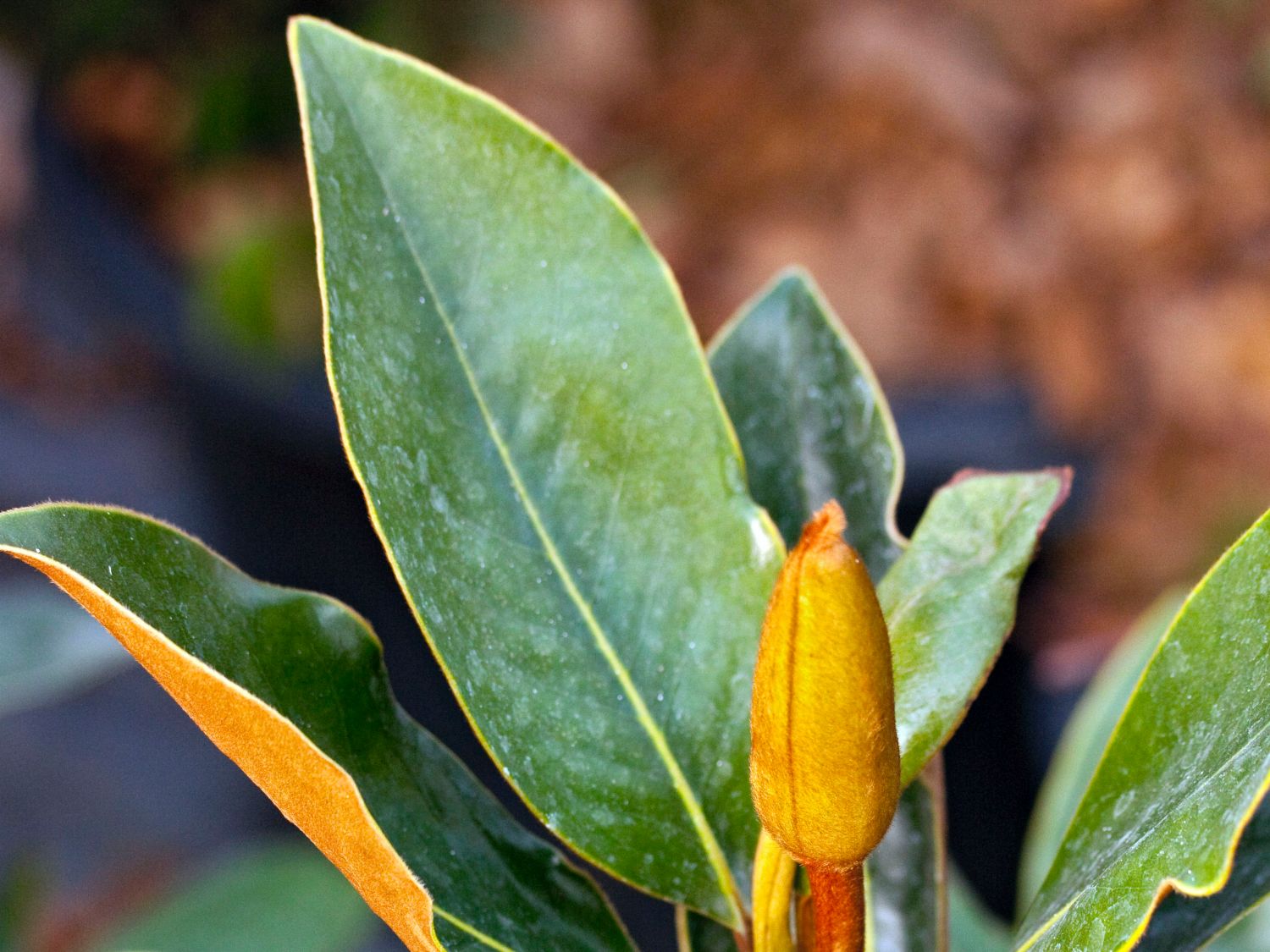 Baum-Magnolie 'Little Gem' ®