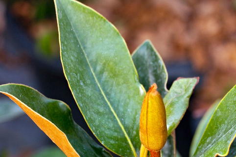 Baum-Magnolie 'Little Gem' ® - Magnolia grandiflora 'Little Gem' ®