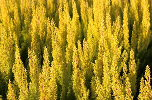 Baumheide 'Albert's Gold' - Erica arborea 'Albert's Gold'