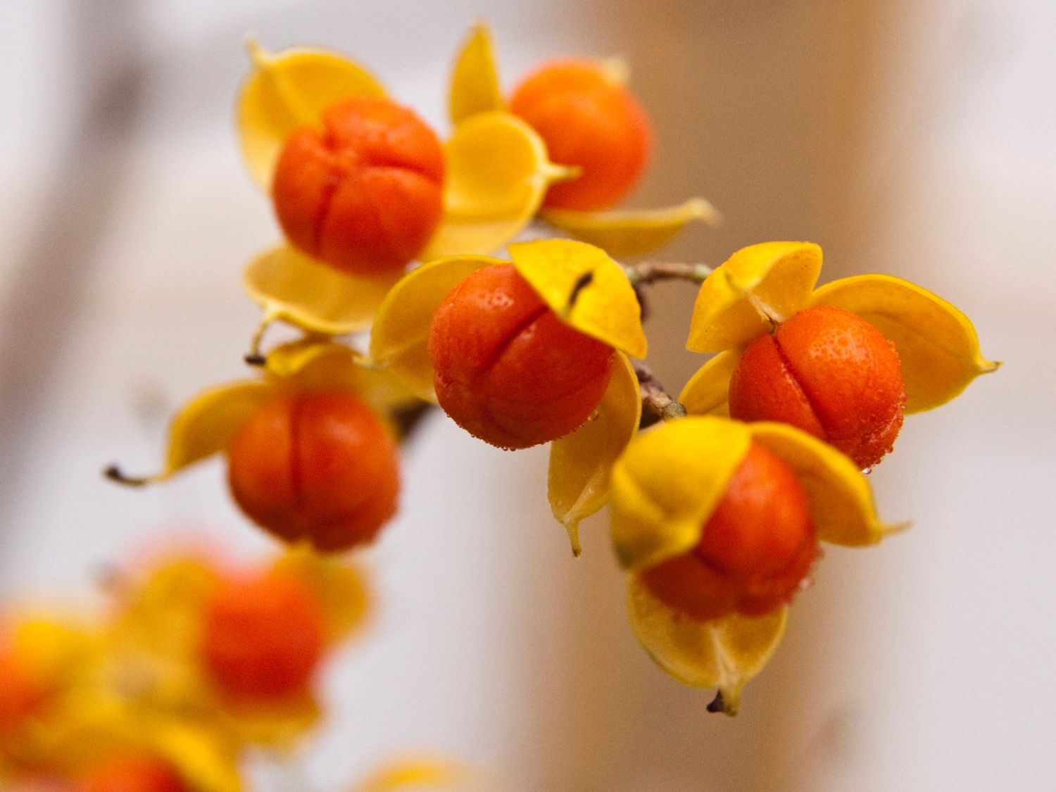 Baumwürger (Celastrus)